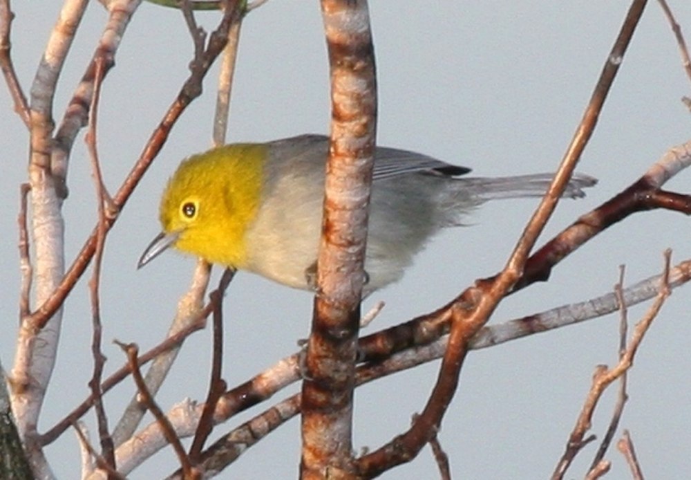 Teretistris fernandinae