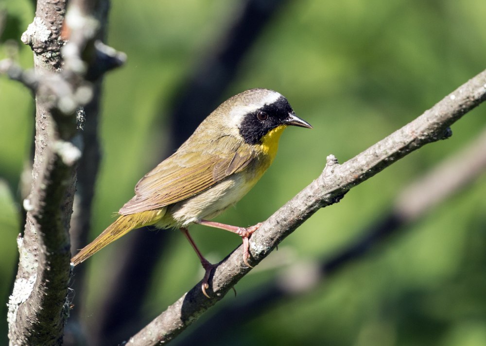 Желтогорлый певун (Geothlypis trichas)