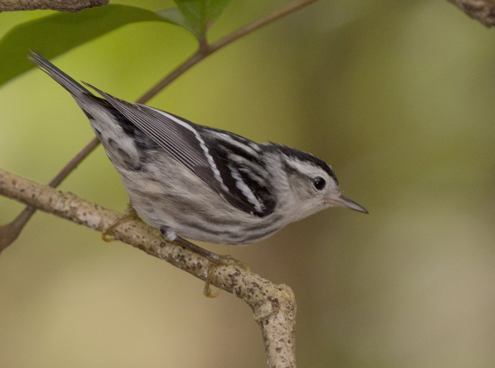 Пегий певун / Black-and-White Warbler (Mniotilta Varia)