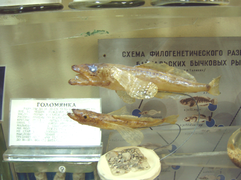 Голомянка Байкальская