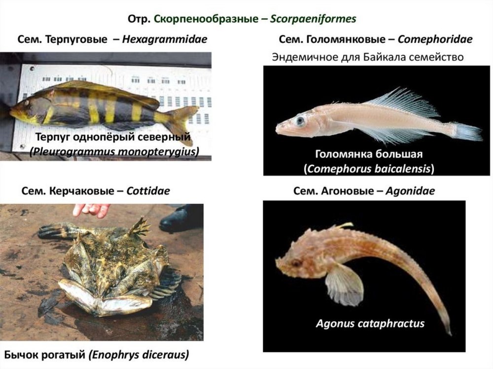 Терпуг Северный одноперый- Pleurogrammus monopterygius