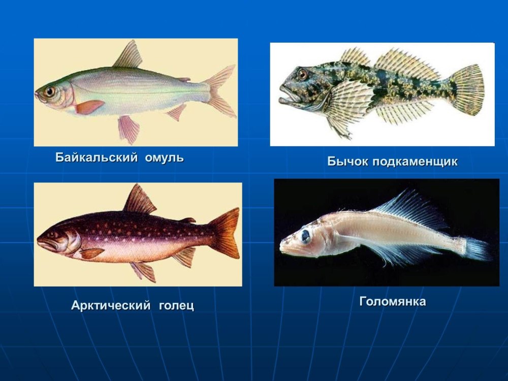 Рыбы Байкала