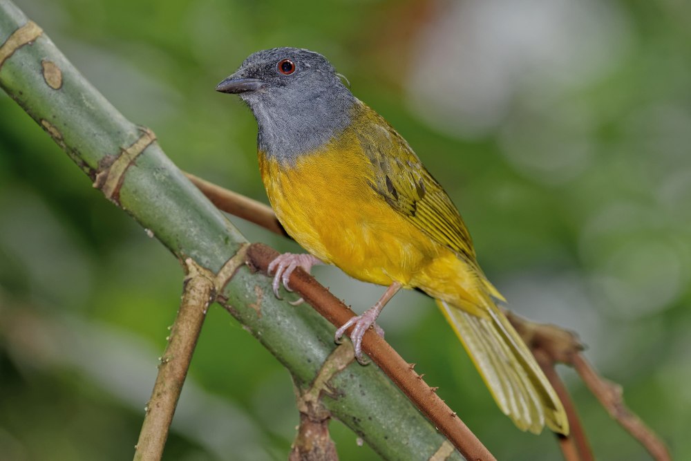 Пальмовые танагры (Phaenicophilus)