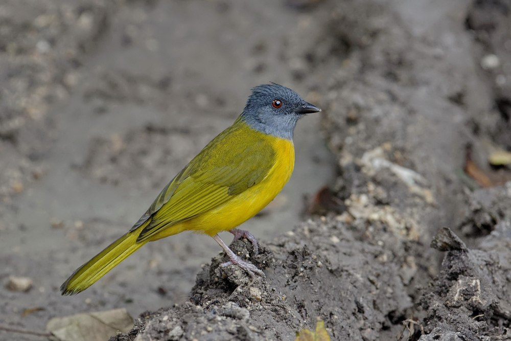 Eucometis penicillata Wiki