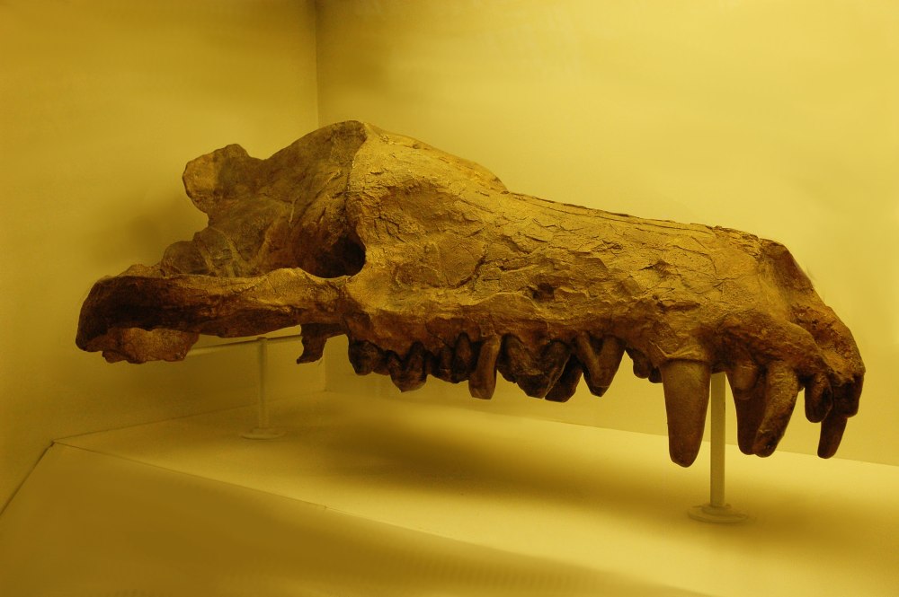 Andrewsarchus mongoliensis