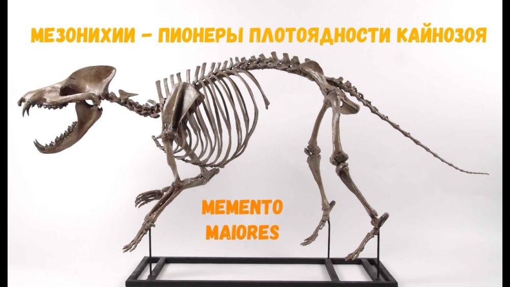 Эндрюсарх Эволюция