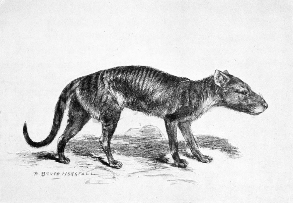 Tereodont