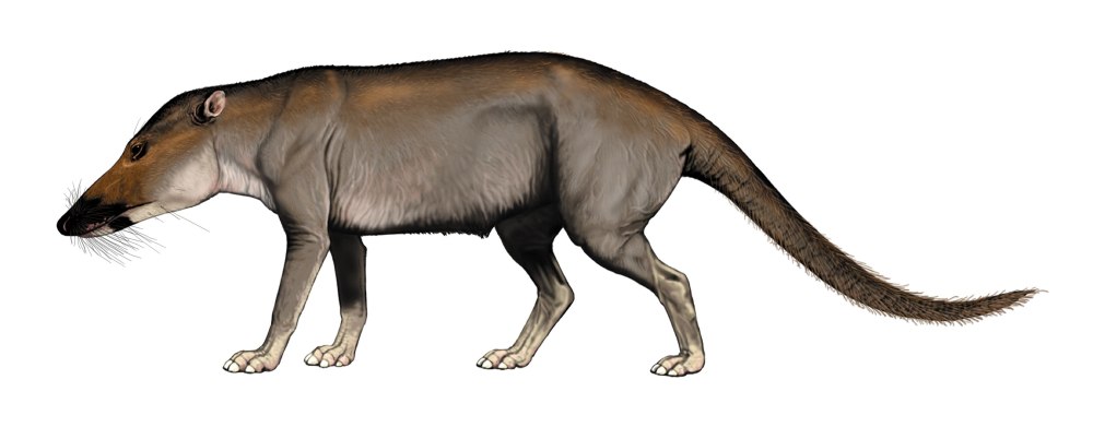 Pakicetus attocki