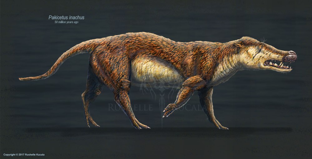 Pakicetus inachus