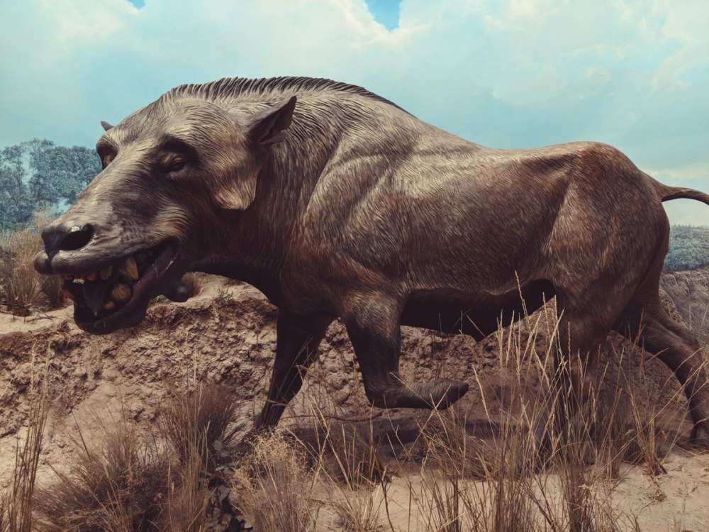 Энтелодон (Entelodon