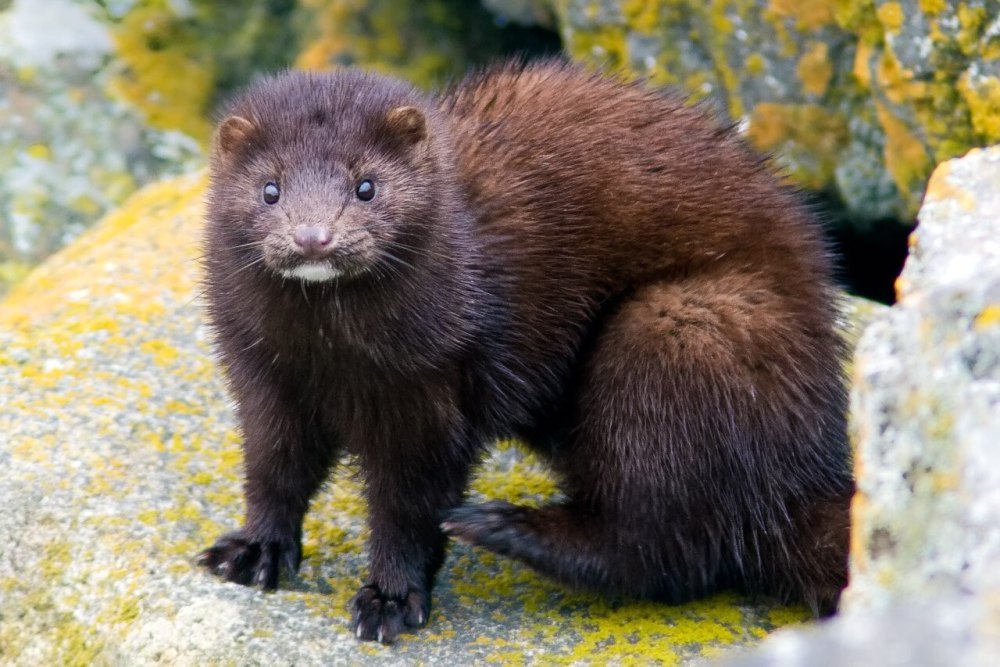 Кавказская европейская норка Mustela lutreola turovi
