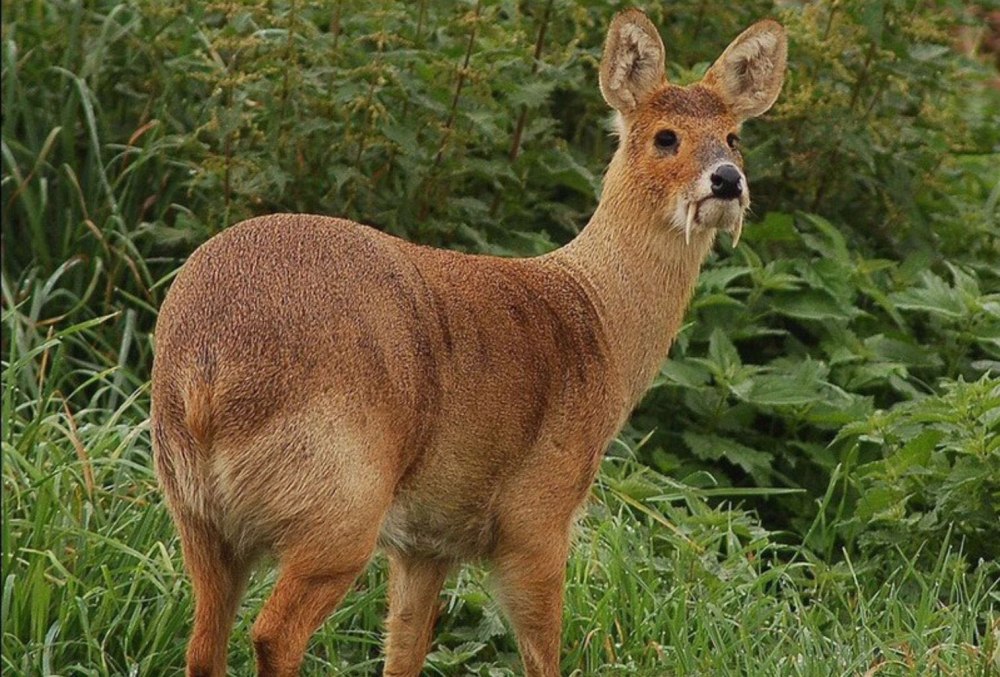 Сахалинская кабарга Moschus moschiferus sachalinensis