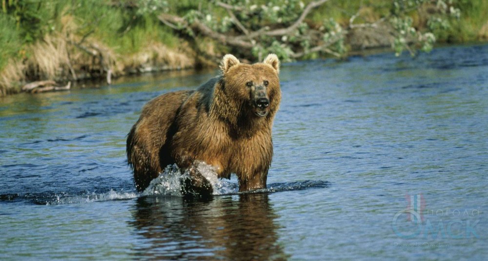 Wonderful Bear