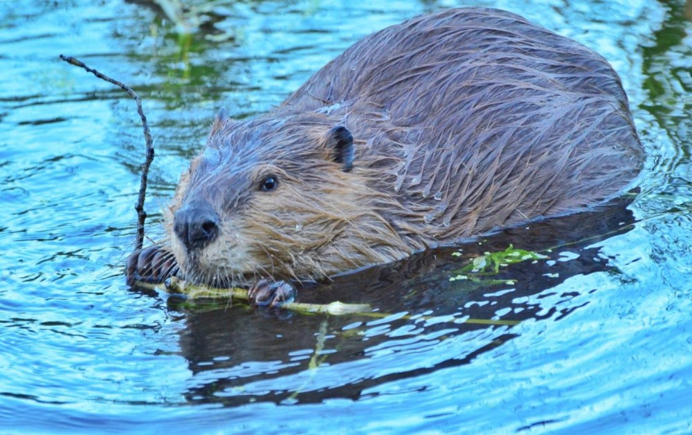 Водоплавающие ондатра