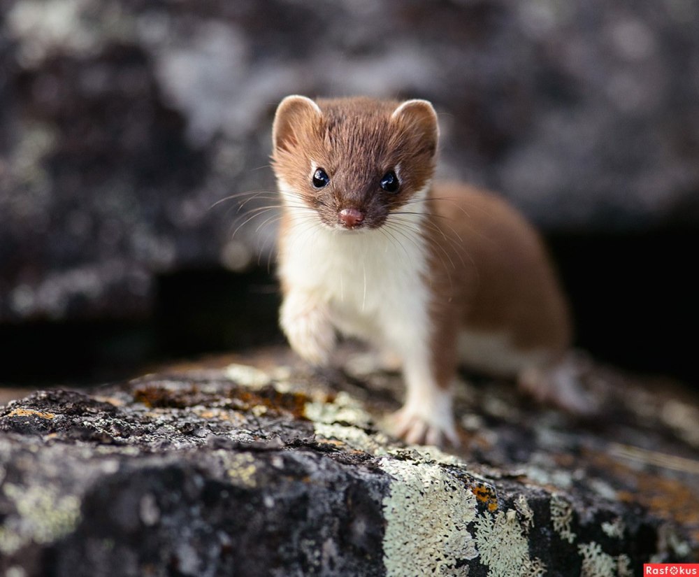 Горностай (Mustela erminea)