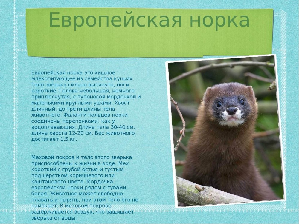 Европейская норка в Пермском крае красная книга