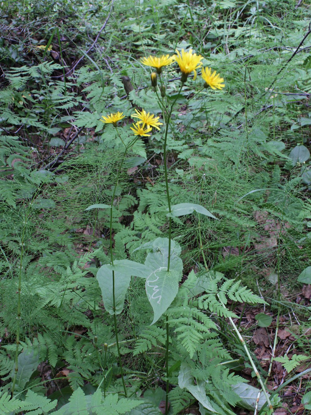 Скерда Болотная Crepis paludosa