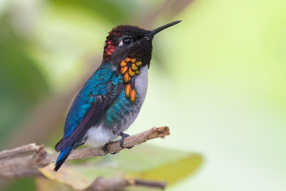 Mellisuga helenae