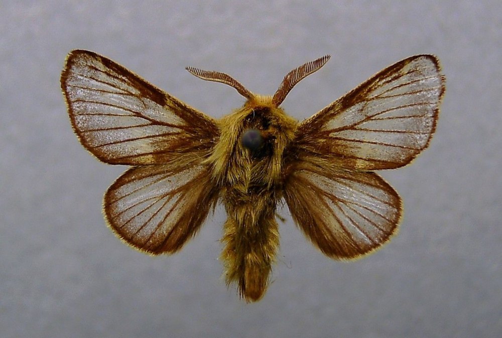 Семейство Bulinidae