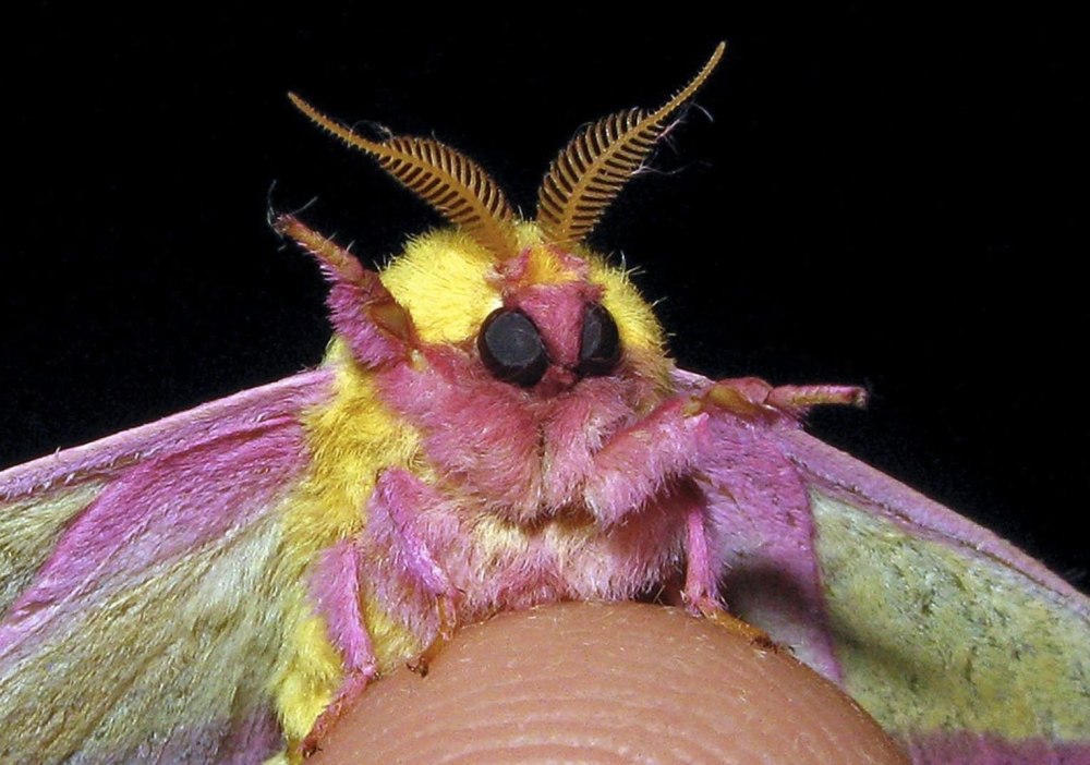 Мотылёк Dryocampa rubicunda.