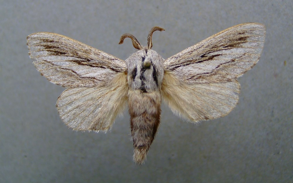 Pachypasa Otus