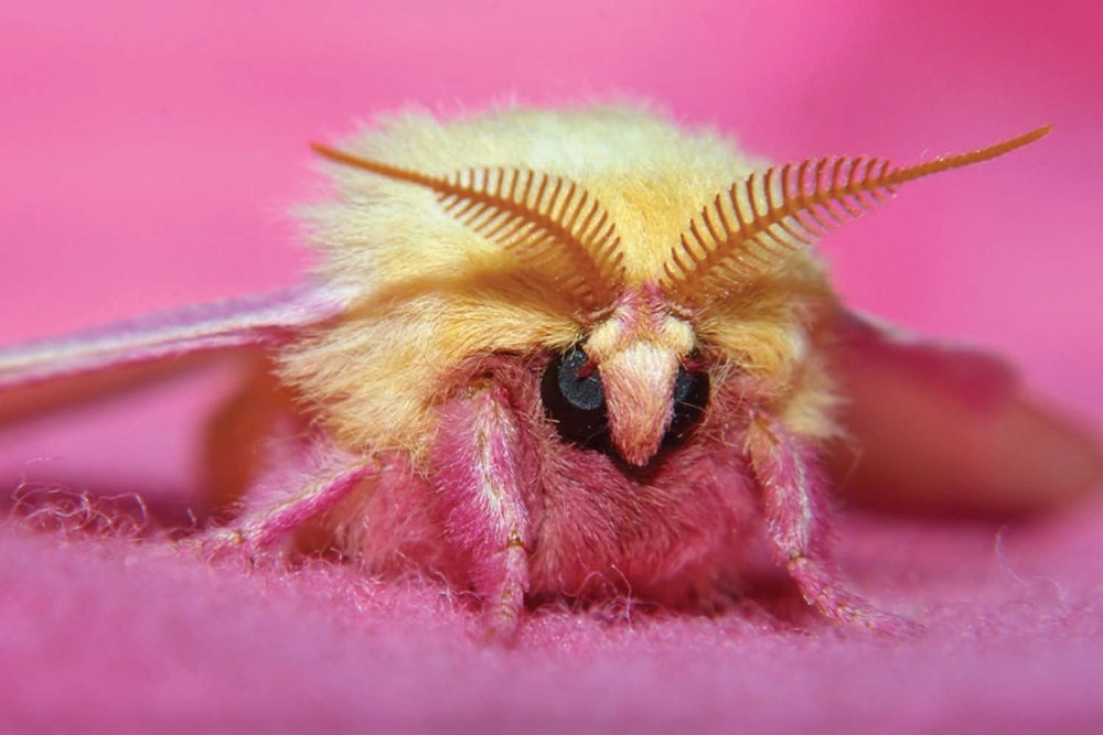 Мотылёк Dryocampa rubicunda.