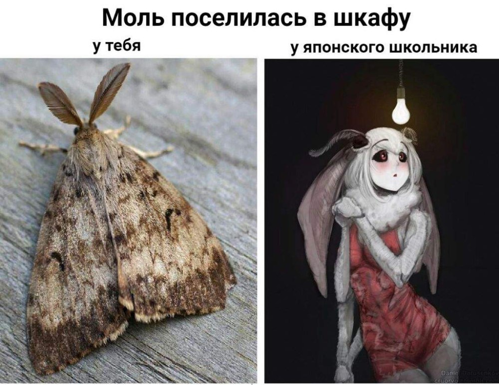 Смешной мотылек
