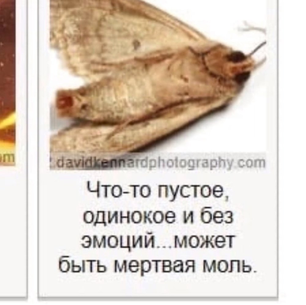 Что то пустое одинокое и без эмоций может быть мертвая моль
