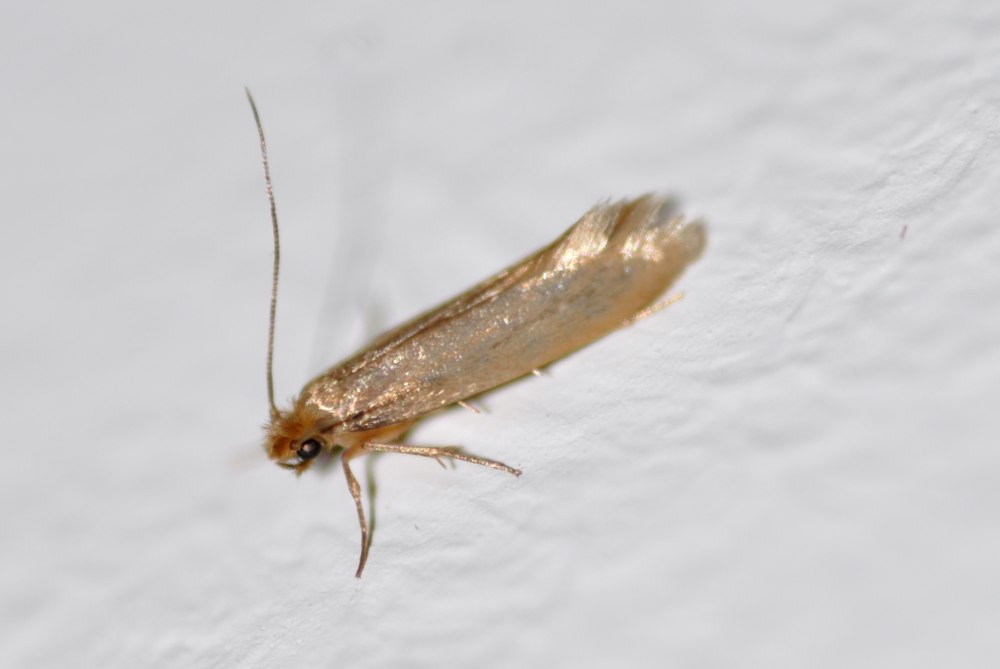 Платяная моль (Tineola bisselliella)