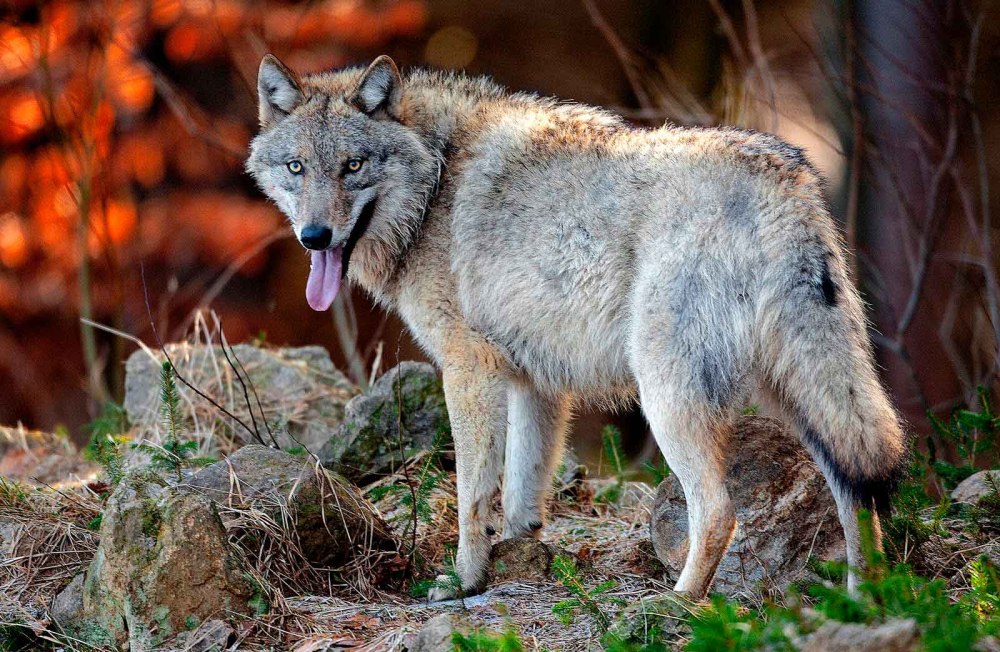Canis Lupus Campestris