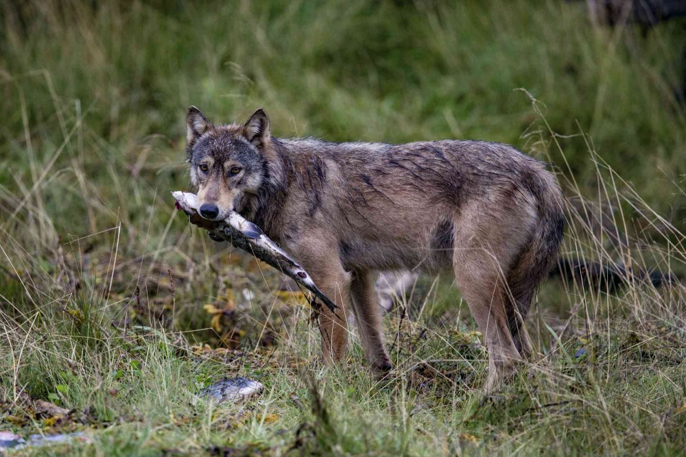 Canis Lupus crassodon