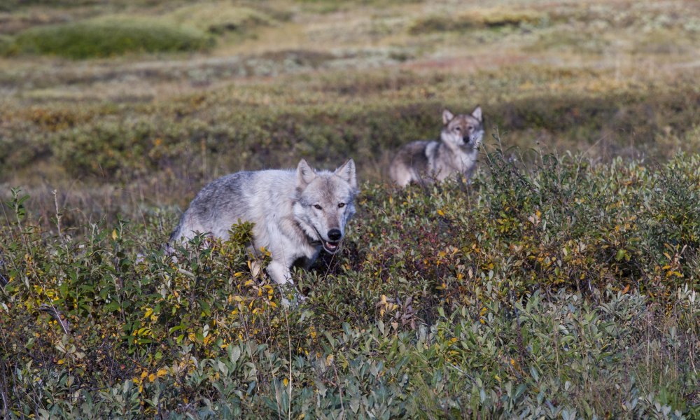 Alaska National Park Denali Wolf Pack