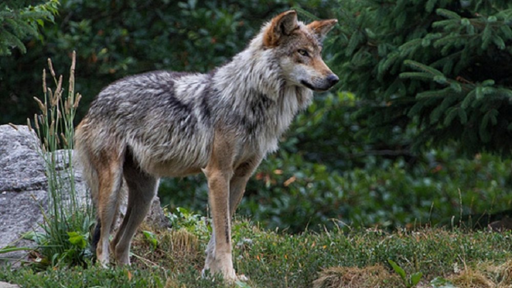 Волк canis Lupus