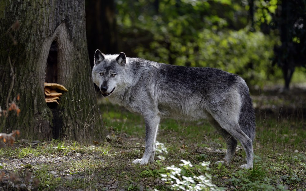 Волк обыкновенный (canis Lupus)