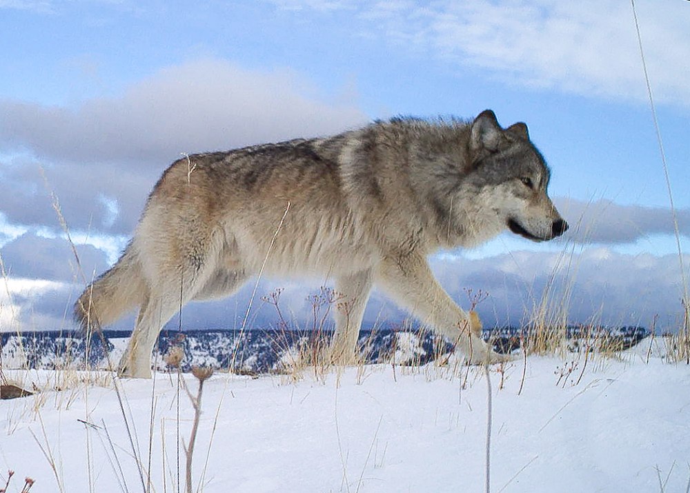 Новый wolfagen