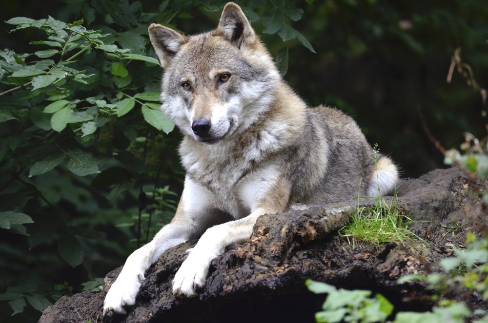 Волк canis Lupus