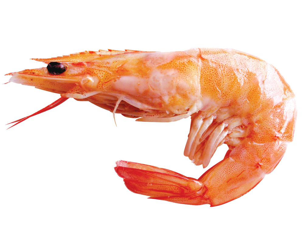 Креветка Northern Shrimp