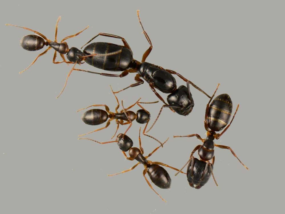 Camponotus fallax солдат