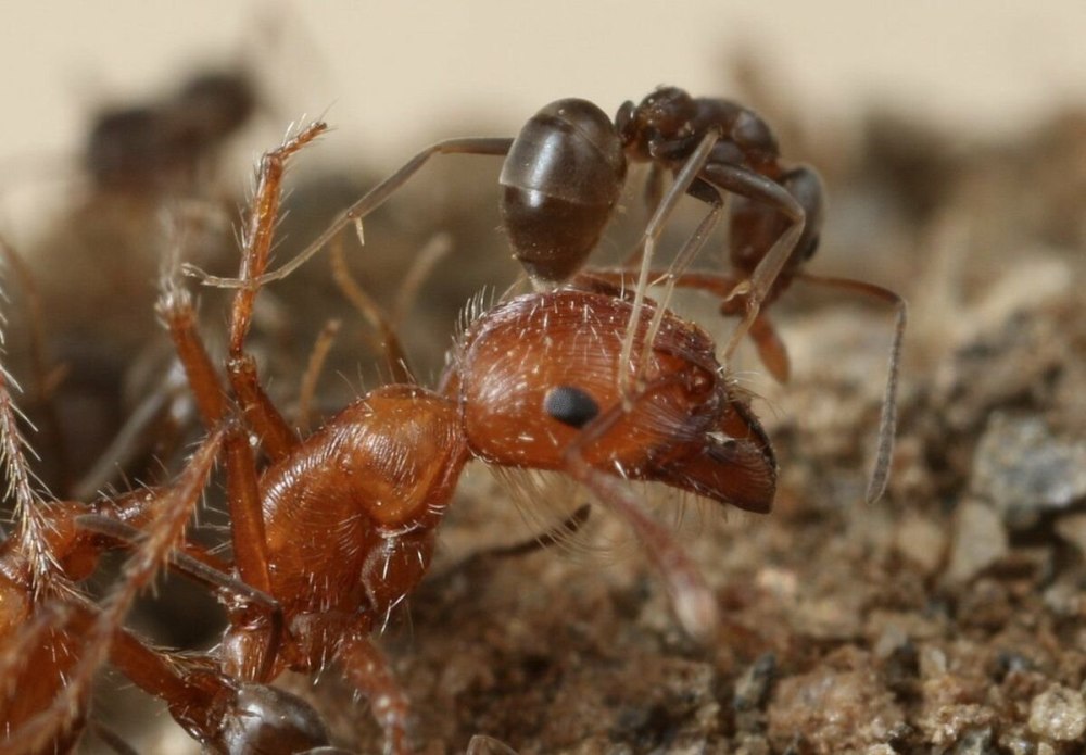Linepithema humile
