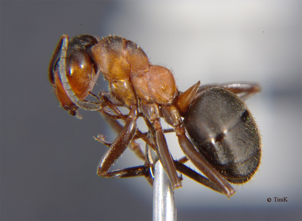 Camponotus reichardti