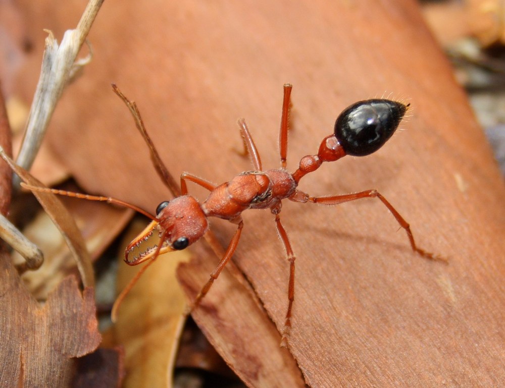 Myrmecia brevinoda