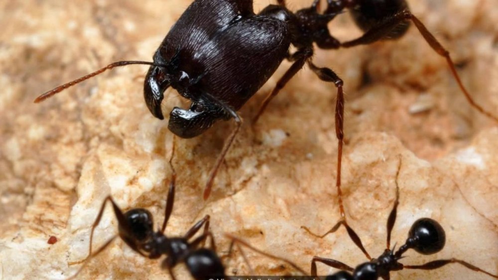 Муравьи-суперсолдаты ( Pheidole)