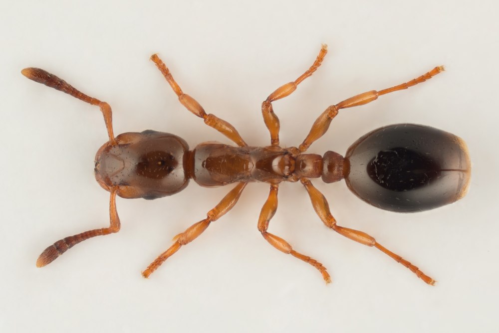 Formicoxenus nitidulus