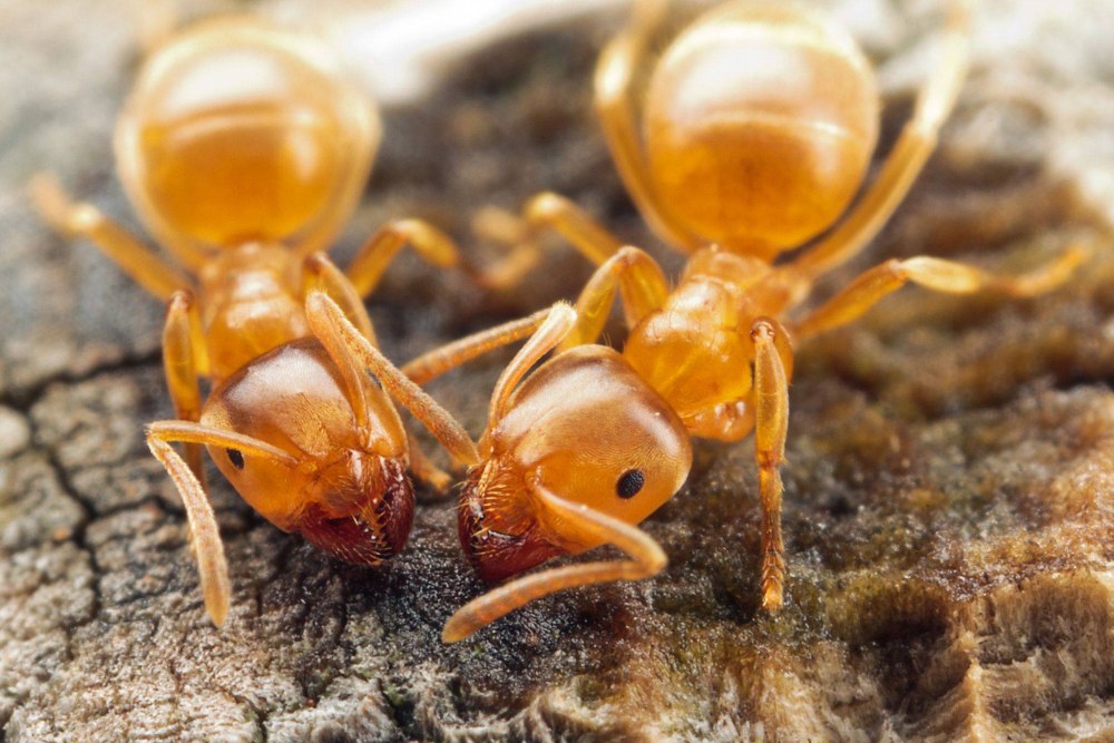 Муравьи Lasius flavus