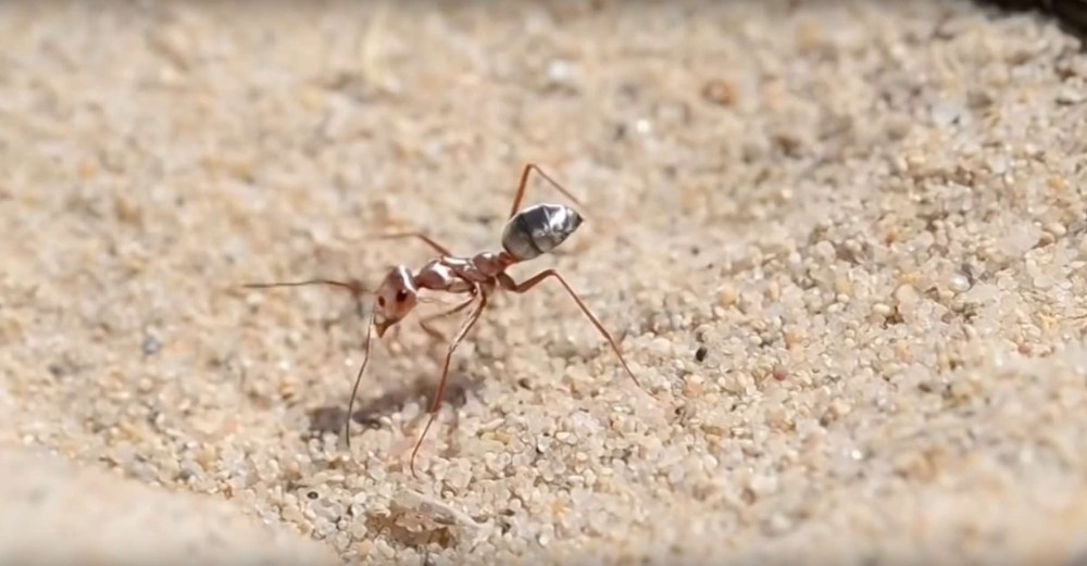 Cataglyphis bombycina