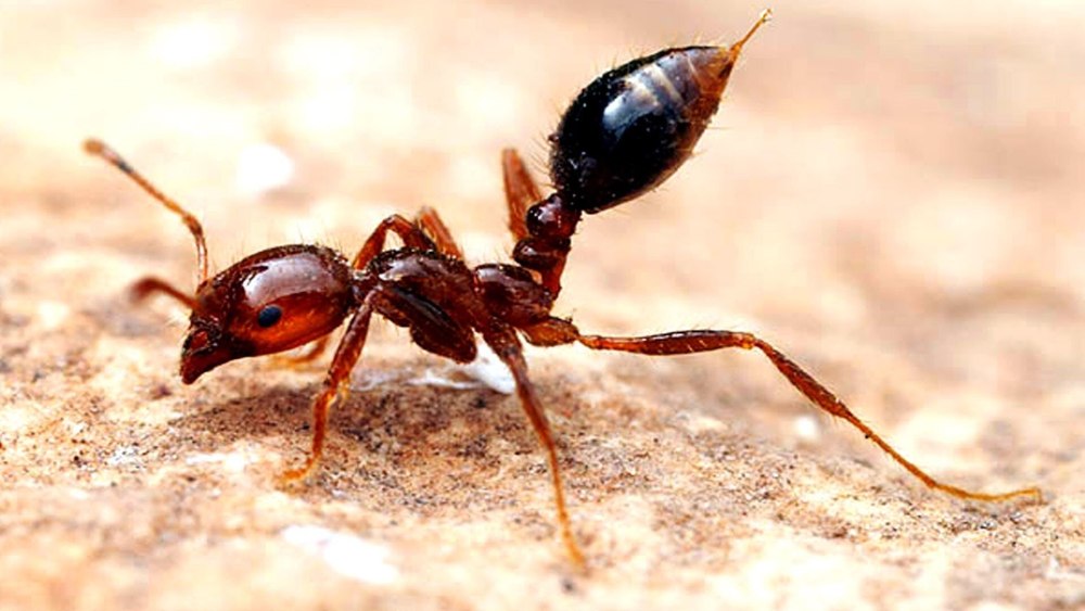 Огненные муравьи (Solenopsis Invicta)
