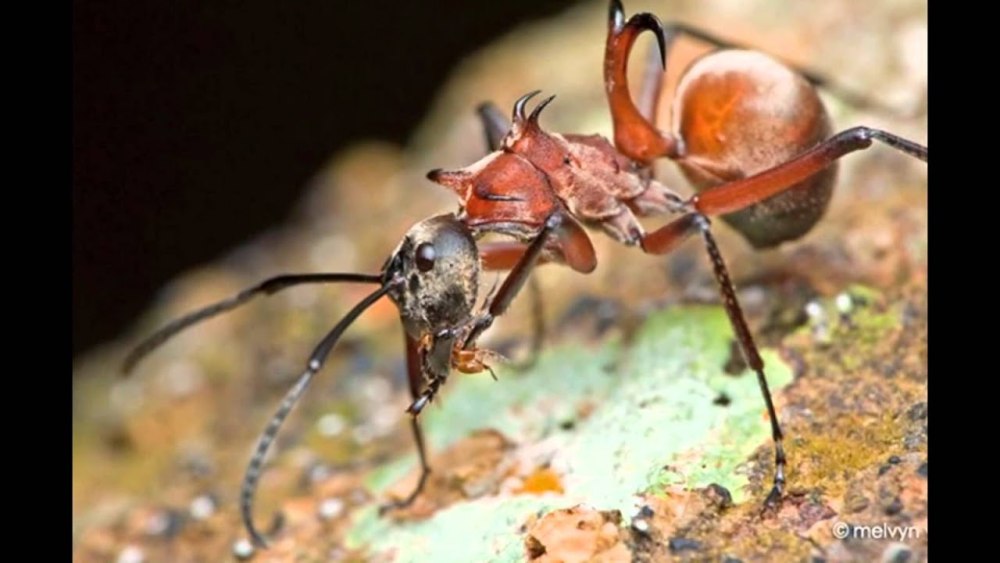 Polyrhachis bihamata