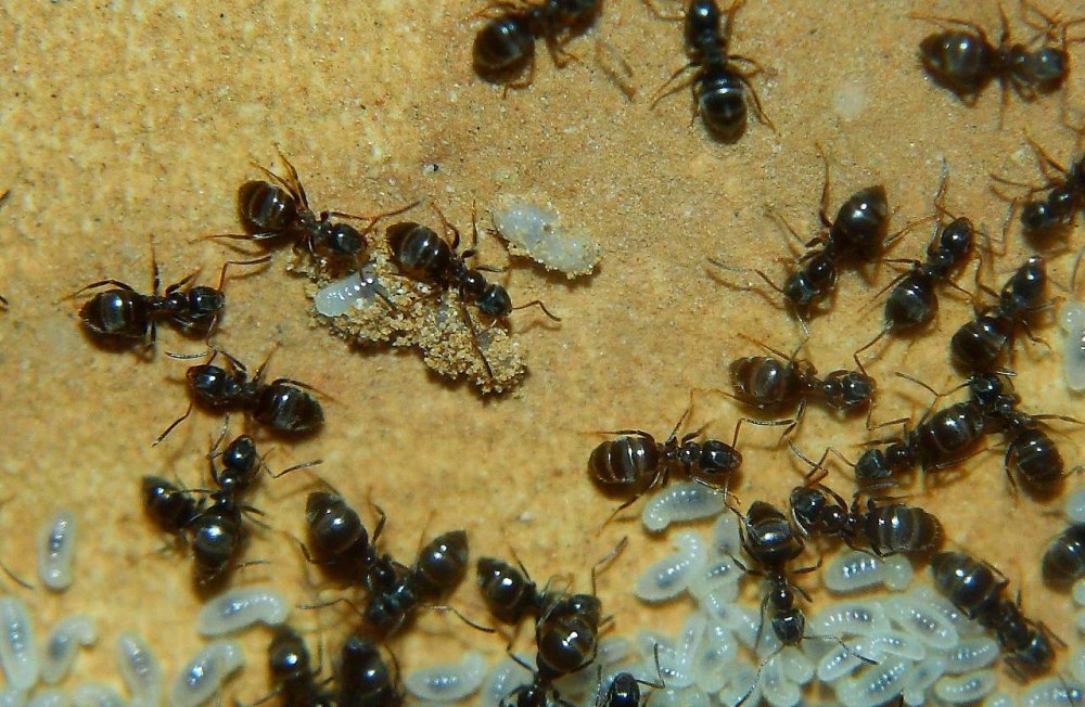 Lasius Niger Муравейник