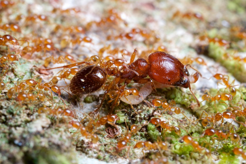 Carebara melasolena