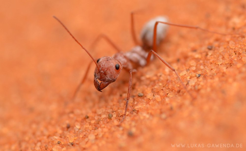 Cataglyphis bombycina